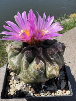 Preview: Thelocactus buekii